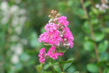 Lagerstroemia indica Lilas d'Inde-2