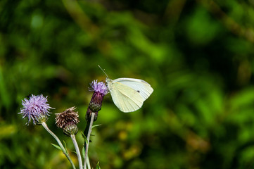 butterfly on a flower