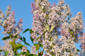 Butterfly on a lilac flower against the blue sky. Swallowtail butterfly,