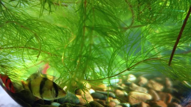 Sumatran Barbus is swimming among the algae. Beautiful sunshine and glare create a warm and magical atmosphere. The concept of rest, relaxation and meditation.