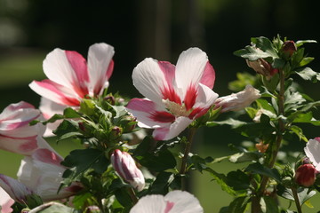 Magnolia rouge blanc