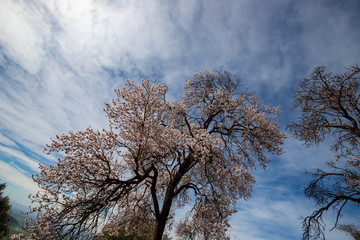 the flowering of a wild pear. the valley of the hermitages. Gargano National Park, Apulia, Italy