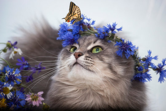 Portrait of pretty kitty with yellow butterfly