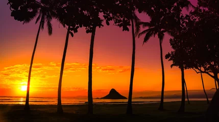 Fototapeten sunset in Oahu with palm trees © jdross75