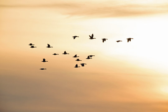 A flock of wild geese flying in silhouettes in the morning light in the Netherlands.