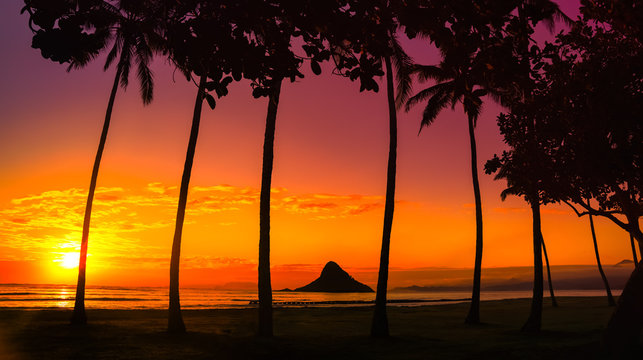 sunset in Oahu with palm trees