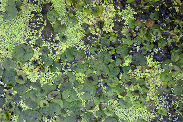 Duckweed and water lilies on the water surface. River and marsh vegetation.
