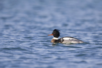 A red-breasted merganser (Mergus serrator) swimming and foraging along the Dutch coast in the North sea.