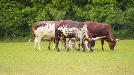 cows on a pasture