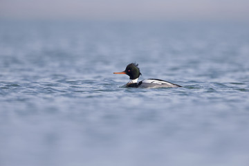 A red-breasted merganser (Mergus serrator) swimming and foraging along the Dutch coast in the North sea.
