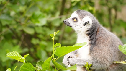 Naklejka na ściany i meble ringtailed lemur lemur catta