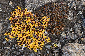 Netzweide (Salix reticulata) im Herbstkleid, Island