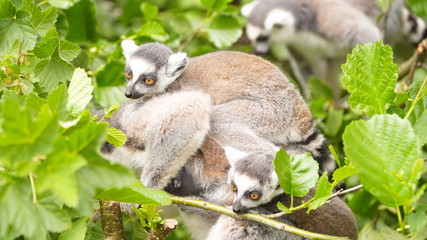 lemur on a tree
