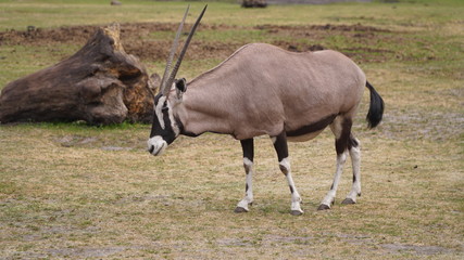 Naklejka na ściany i meble antelope in south africa