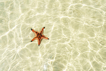 Fototapeta na wymiar starfish in sea