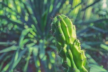 Fototapeta na wymiar Various long cactus in a tropical greenhouse.