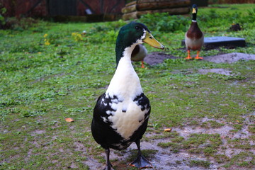 Fototapeta premium duck on grass