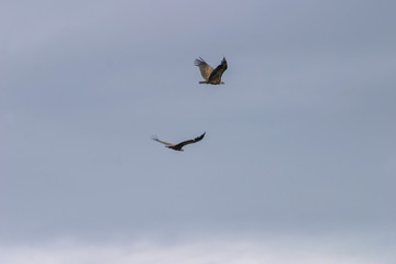 Vulture in Burgos. Spain
