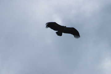 Vulture in Burgos. Spain