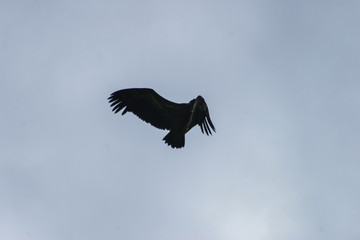 Vulture in Burgos. Spain
