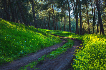 Mustard plant flowers growing at the Givat Ha moreh forest