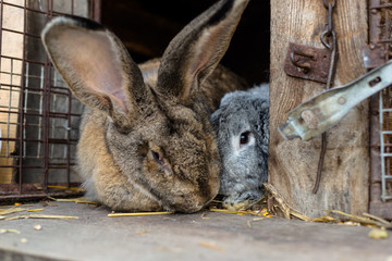 A close-up shot of a breeding rabbit standing in front of a wooden cage.
