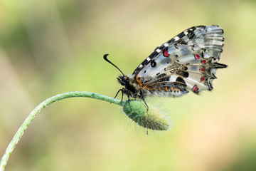 Papilionidae / Orman Fistosu / / Zerynthia cerisyi	   