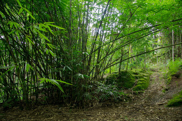 Obraz premium bamboo ater tree or Gigantochloa atter