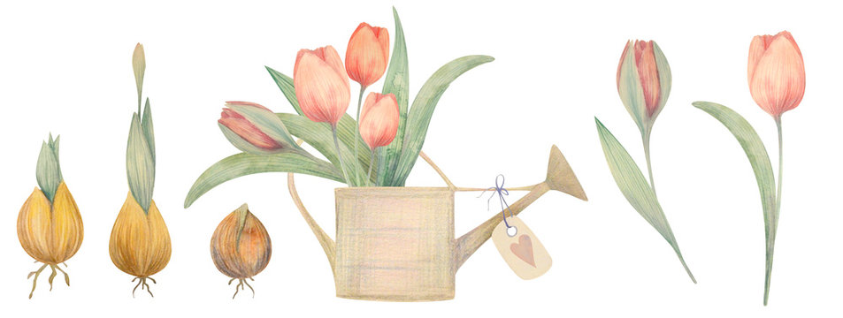 Watercolor hand drawn spring set with tulips. Planting flowers.
