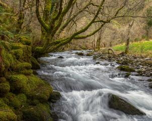 Old oak trees covered with moss streches over the current of a river