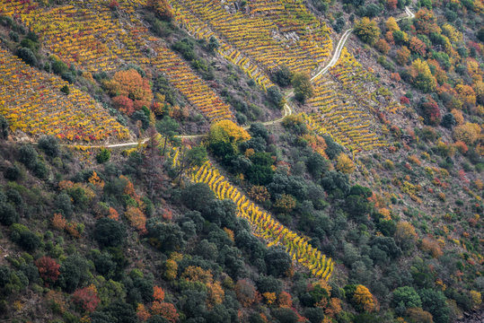 Agricultural road between the vineyards of the Ribeira Sacra