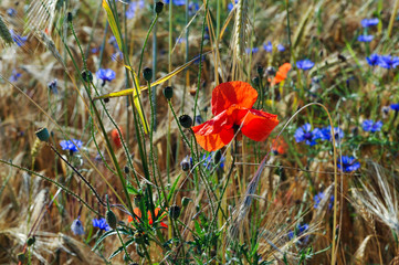 Am Wegesrand - Sommerliches Kornfeld mit Mohnblumen, Kornblumen und Getreide