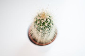 Sharp spiky cactus plant in a plant pot, top down on white background. Shallow depth of field