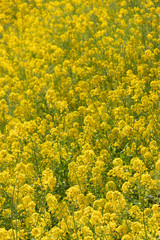 Obraz premium Rape blossoms at Fukuei Sports Plaza, Ichikawa City, Chiba Prefecture, Japan