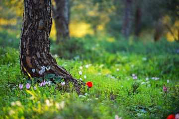 Sunset at the spring blooming forest with windflowers