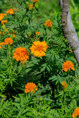 orange Zinnia flowers