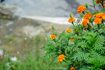 orange Zinnia flowers with small white butterfly