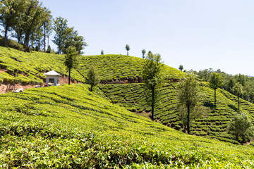 Munnar (Inde) : vue sur les plantations de thé