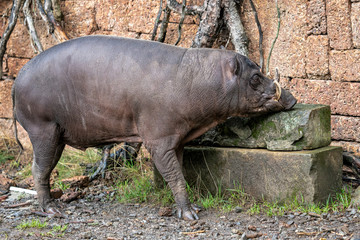 Babirusa Celebes Babyrousa babyrussa endangered animal species