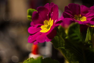 Naklejka premium flower March 8