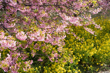 Kawazu cherry blossoms and rape blossoms at Fukuei Sports Plaza, Ichikawa city, Chiba Prefecture, Japan