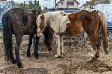 Ruma, Serbia - March 03, 2019: a horses at the animal fair in Ruma, Serbia.