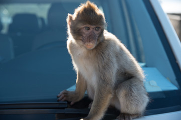 Affe auf dem Auto