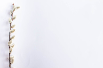 Willow on a white background for Palm Sunday. Willow catkins on white background copy space easter, willow twigs