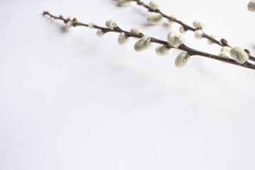 Willow on a white background for Palm Sunday. Willow catkins on white background copy space easter, willow twigs