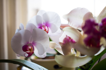 Orquídeas 