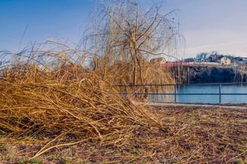 felled willow tree branches on the lake
