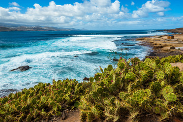 Tourism and travel. Windy day on the ocean. Cacti on the seashore. Canary Islands, Atlantic Ocean....