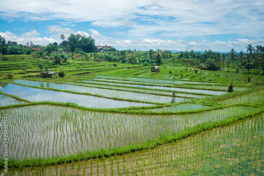 Wall mural rice field of jatiluwih, unesco world heritage, bali 2