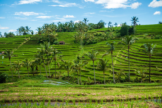Rice Field of Jatiluwih, UNESCO World Heritage, Bali 4